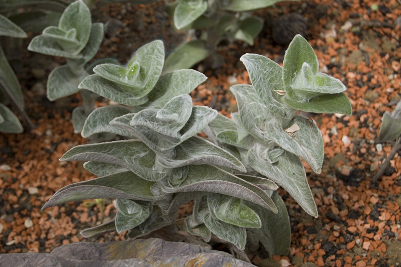 Tradescantia sillamontana