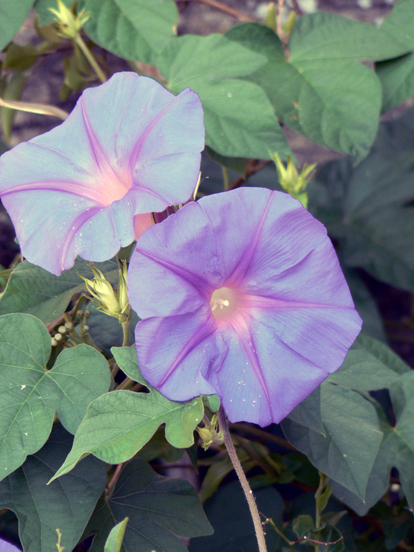 Ipomée à grande fleur