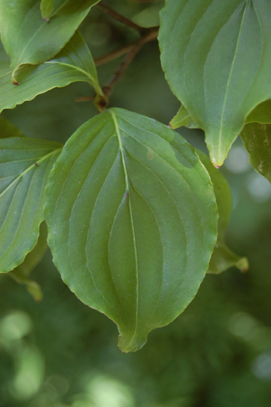 Cornouiller à fleurs