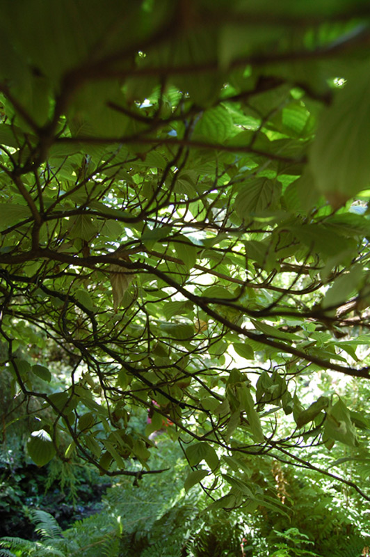 Cornouiller à grandes fleurs