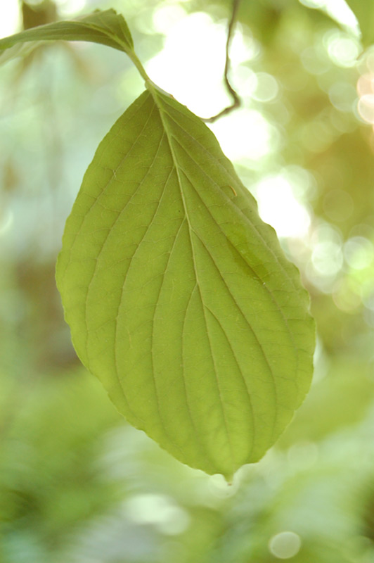 Cornouiller à grandes fleurs