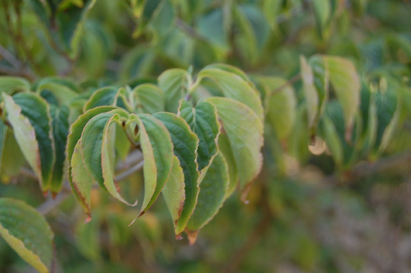 Cornouiller à fleurs de Chine