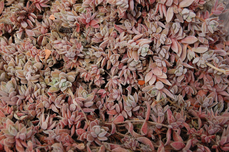 Crassula lanuginosa var. pachystemon