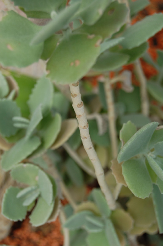Kalanchoe millotii