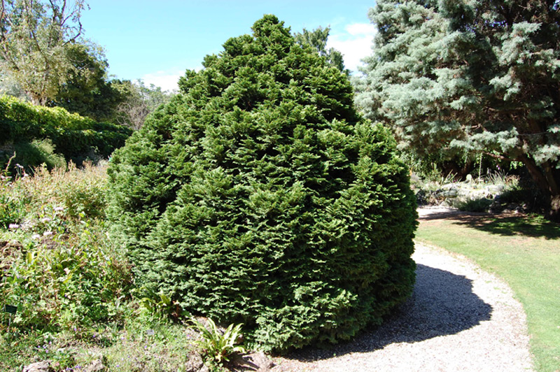 Faux cyprès de Lawson nain 'Nana'
