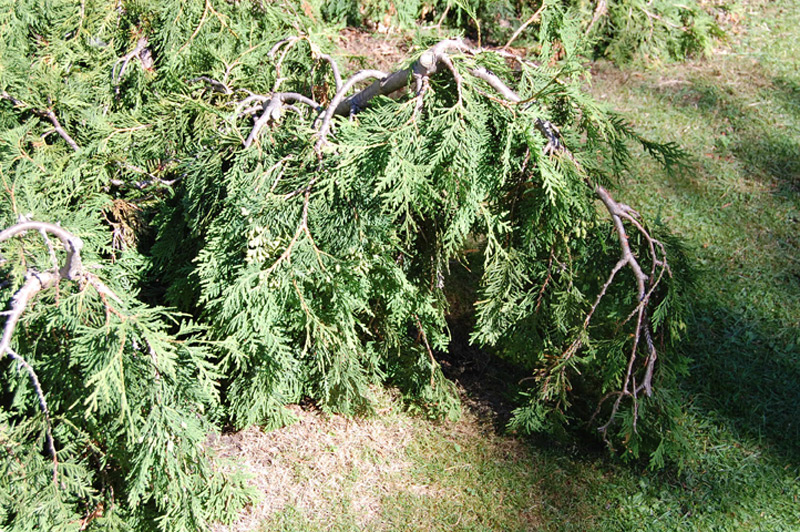 Thuya d'Occident 'Pendula'