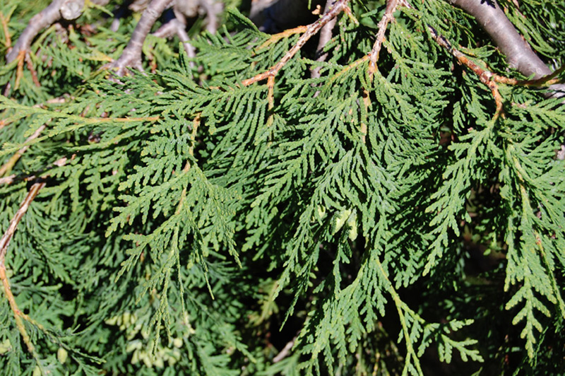 Thuya d'Occident 'Pendula'