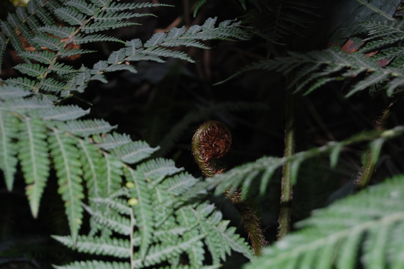 Cyathea tomentosissima