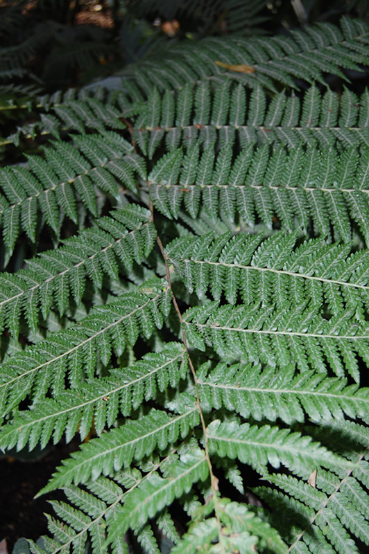 Cyathea tomentosissima