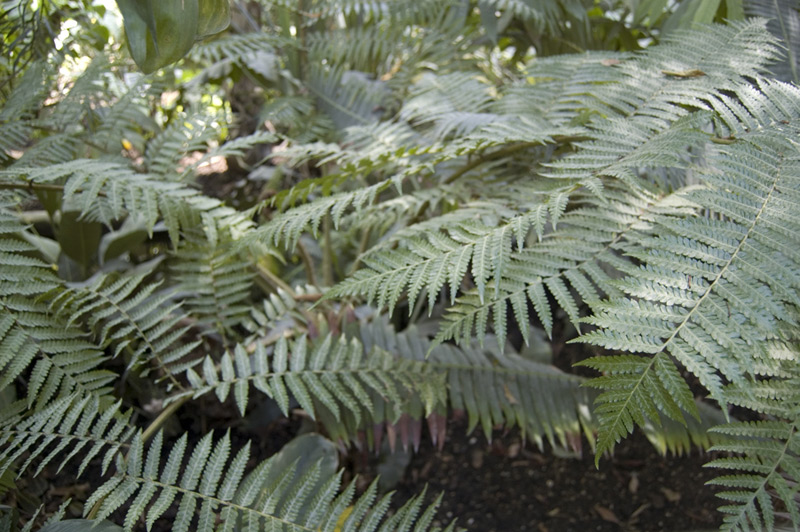 Cyatheacées