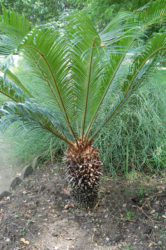 Cycas du Japon