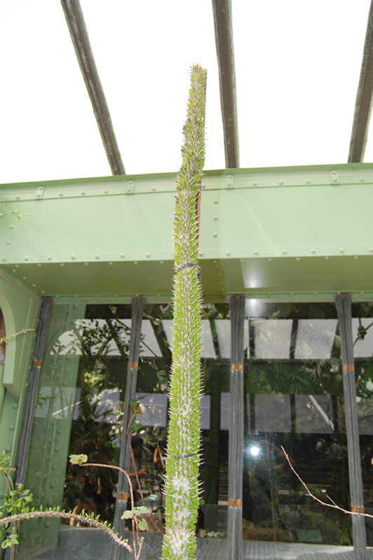 Alluaudia montagnacii