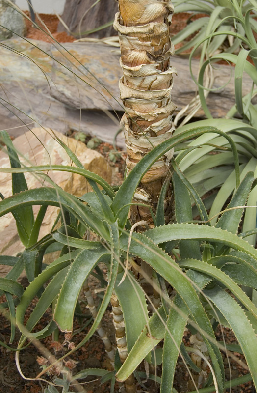 Aloe helenae