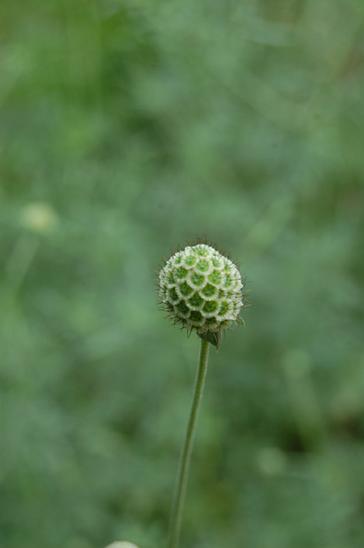 Scabieuse colombaire