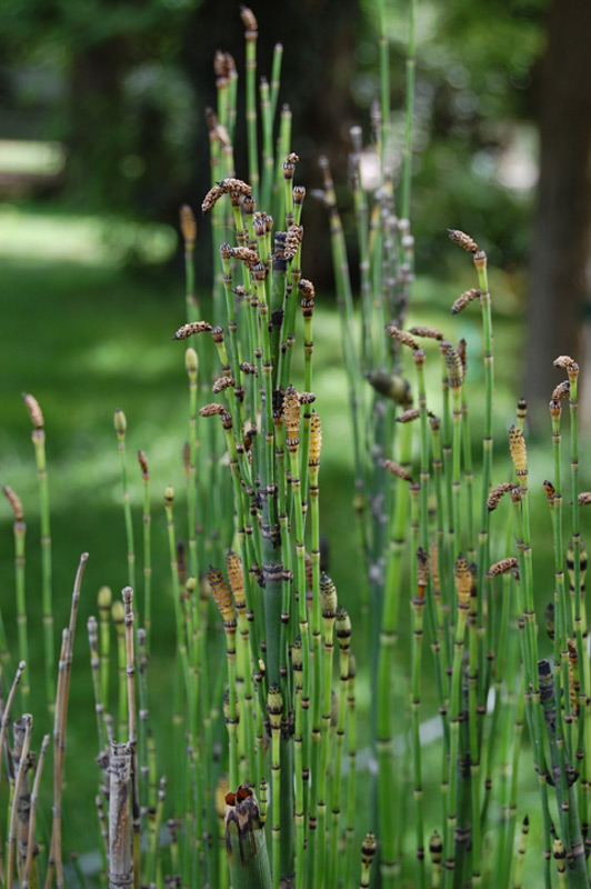 Prêle géante