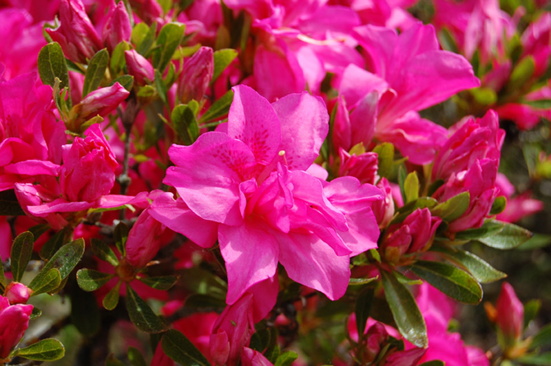 Azalée japonaise