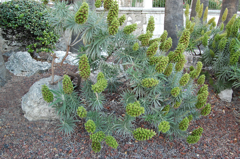 Euphorbe characias