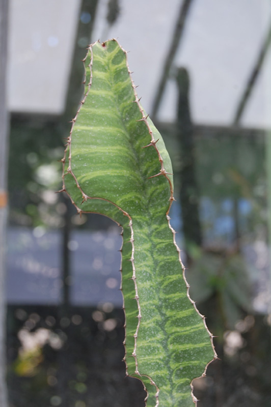 Euphorbe grandialata