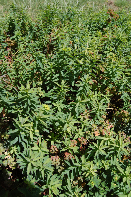 Euphorbe verruqueuse