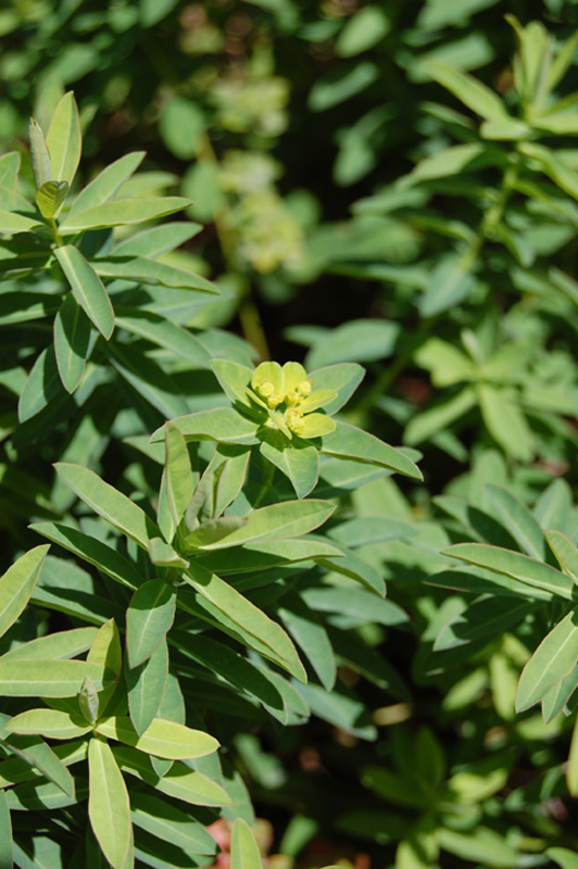 Euphorbe verruqueuse