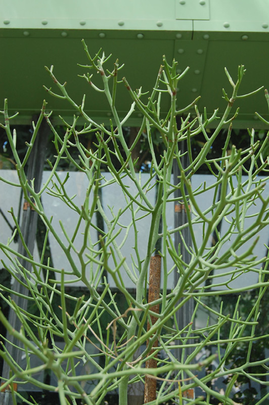 Euphorbe antisyphilitica