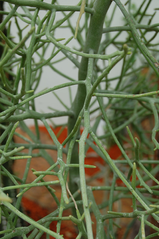 Euphorbe antisyphilitica