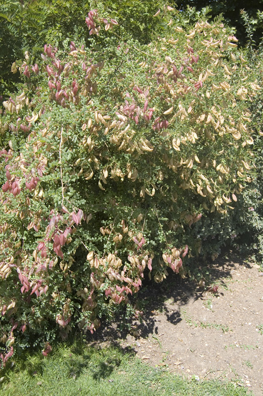 Baguenaudier orange 'Copper Beauty'