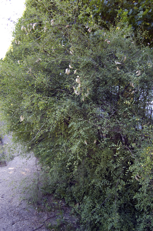 Baguenaudier de Perse