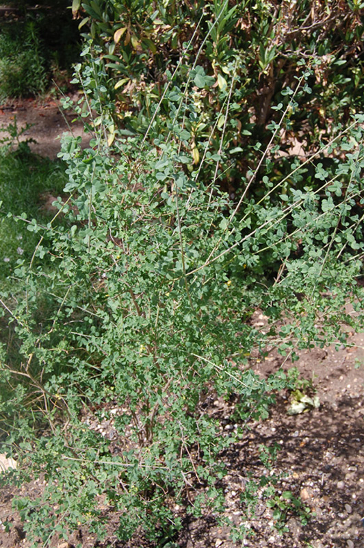 Cytise à feuilles sessiles