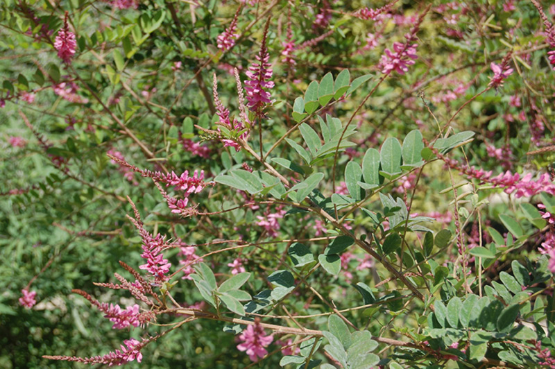 Indigofera