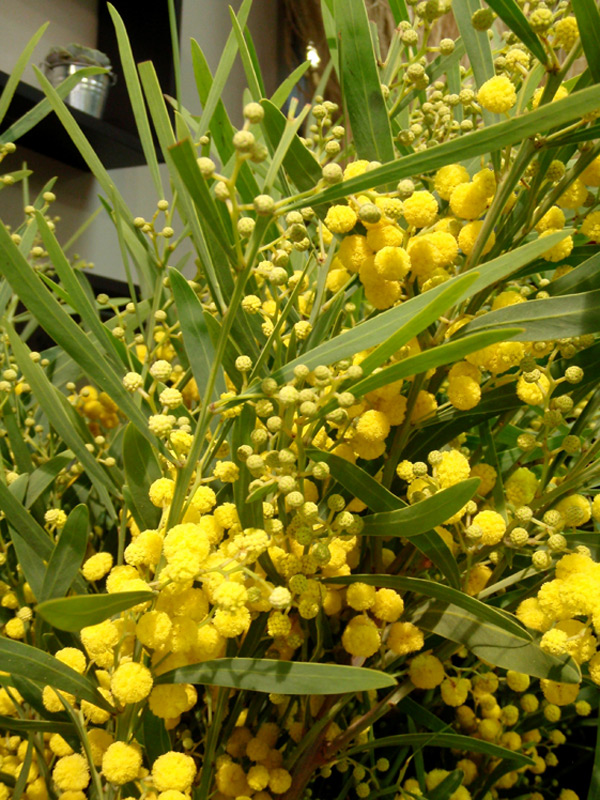 Mimosa des fleuristes