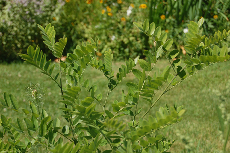 Sophora du Japon