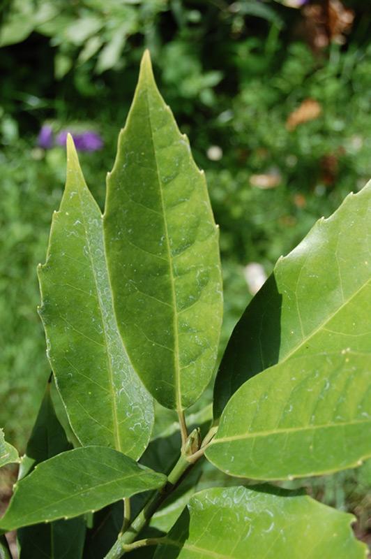 Aucuba de l'Himalaya