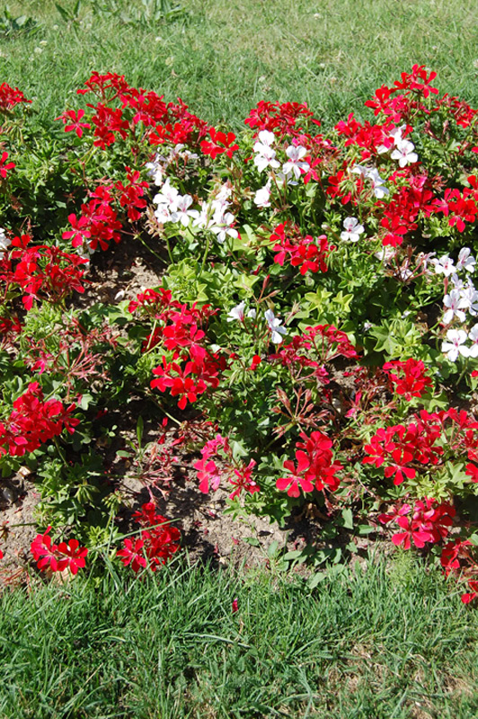 Géranium lierre 'Rainbow Rouge'