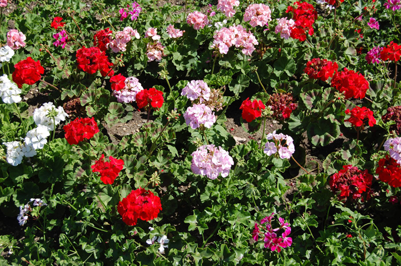 Géranium lierre 'Summer Showers'