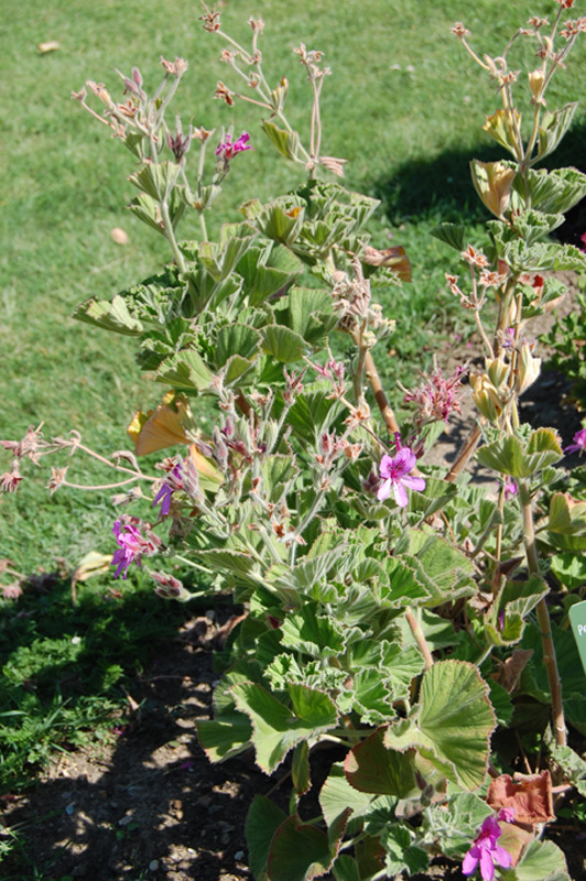 Pélargonium cucullatum