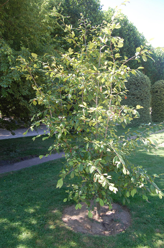Sycoparrotia