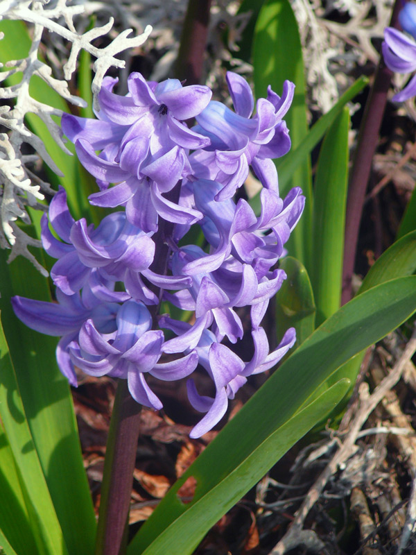 Hyacinthacées