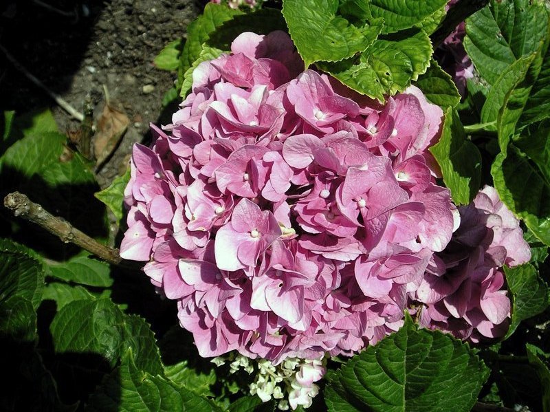 Hortensia
