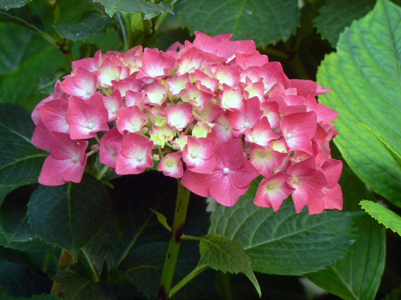 Hortensia