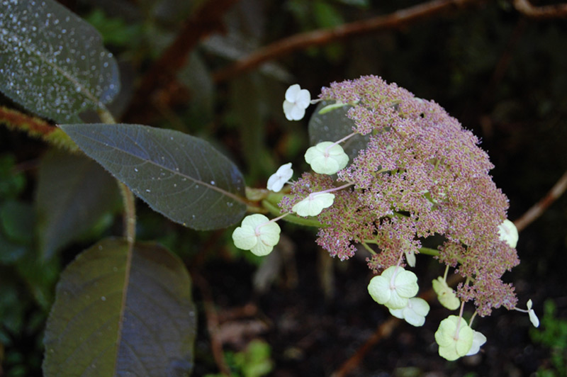 Hydrangea sargentiana