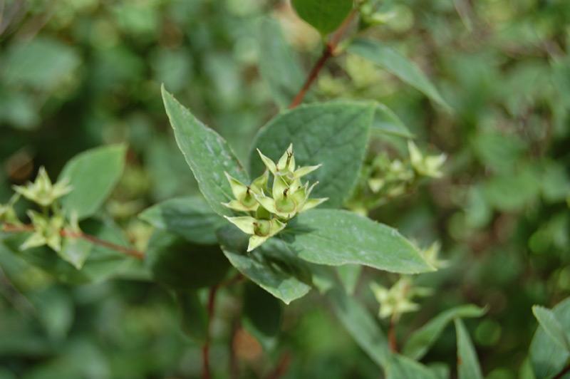 Seringat des jardins