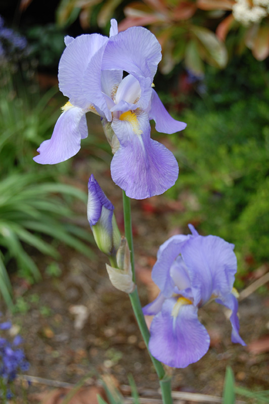 Iris