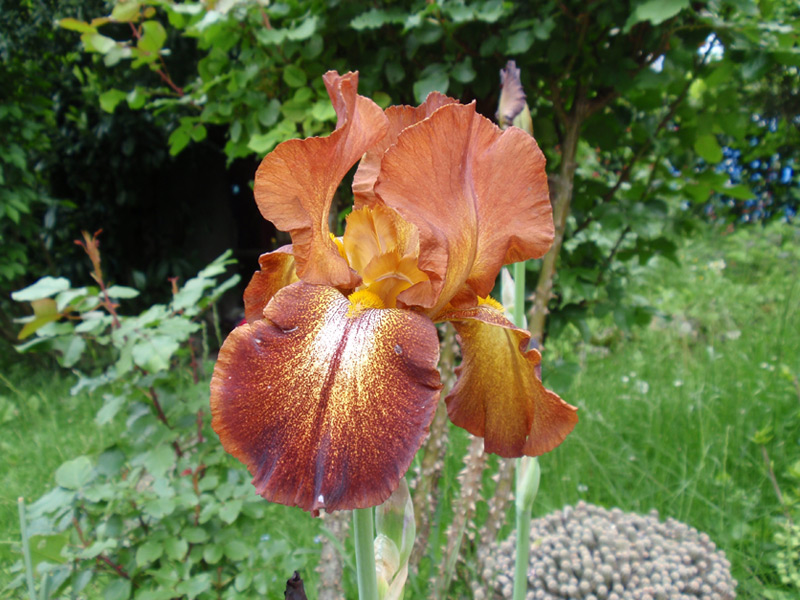 Iris
