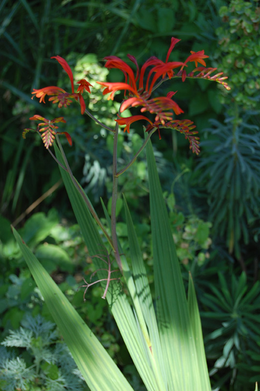 Crocosmia 'Lucifer'