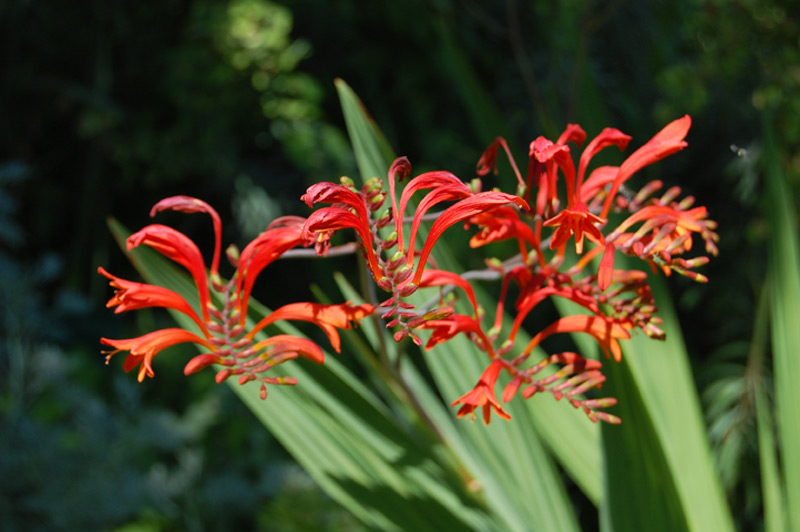 Crocosmia 'Lucifer'