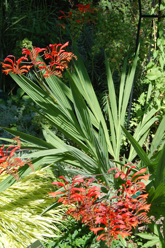 Crocosmia 'Lucifer'