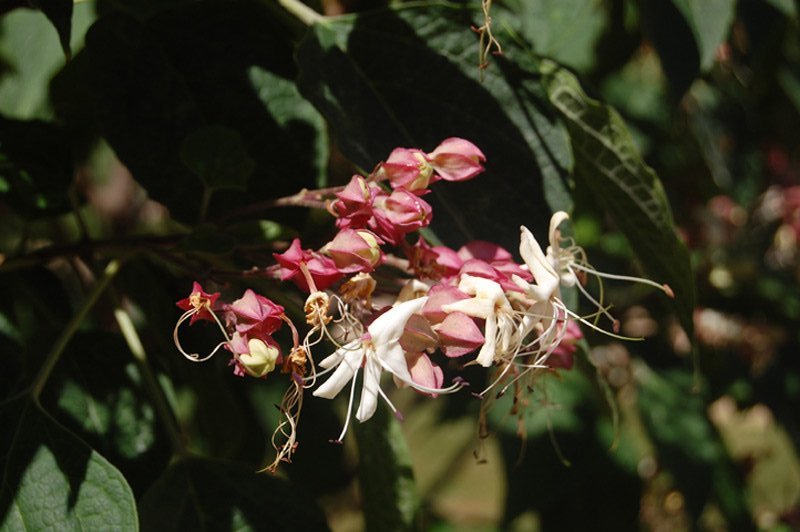 Arbre du clergé 'Fargesii'