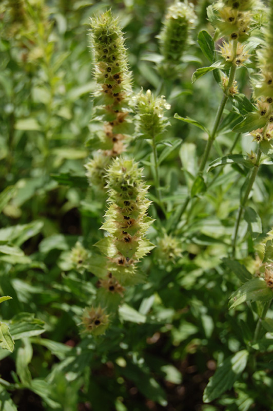 Crapaudine à feuilles d'Hysope