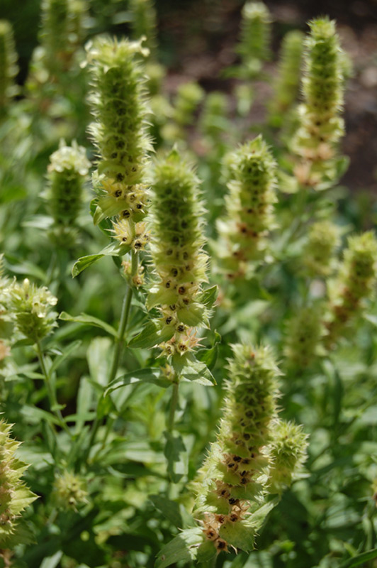 Crapaudine à feuilles d'Hysope